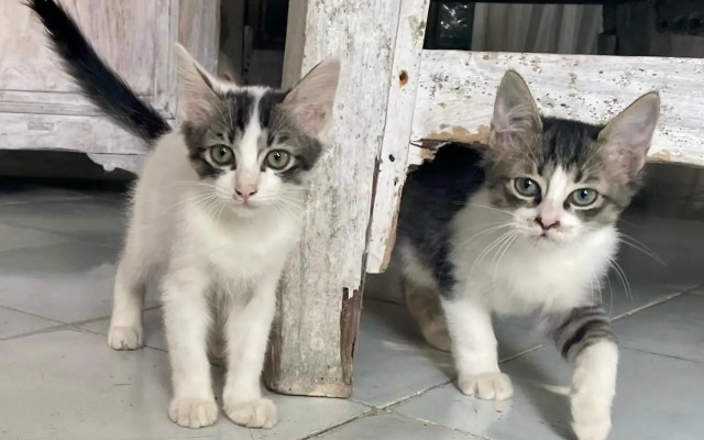 Shady Grove Healing Centre and Homestay