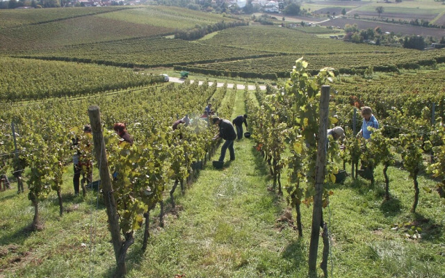 Weingut Seck