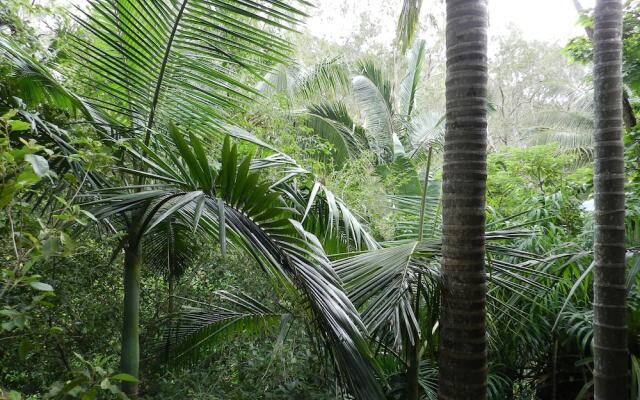 Oskars Rainforest Retreat