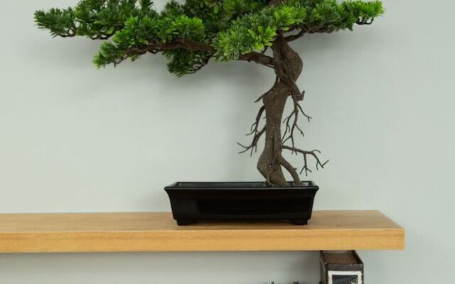 Zen Studio Superior by Holiplanet