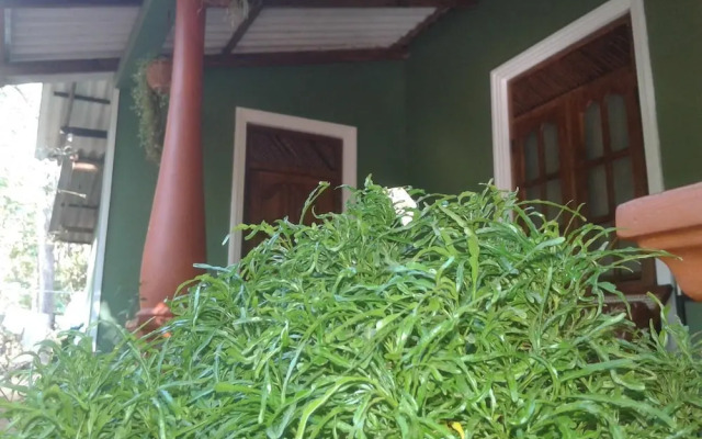 Green Bamboo House