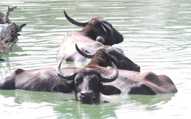 Yala Wilderness Safari Camp