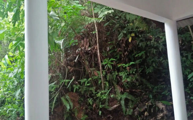 The Jungle House