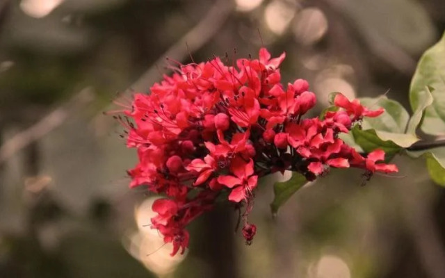 Tripvillas @ Angana Country Inn