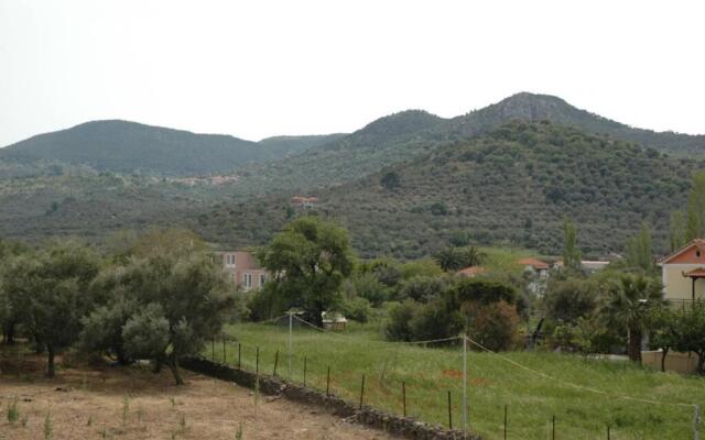 Elenis Olive green Studio