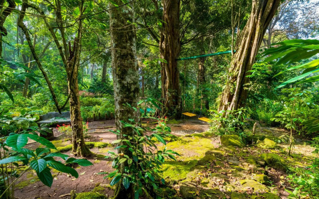 The Tall Trees Munnar