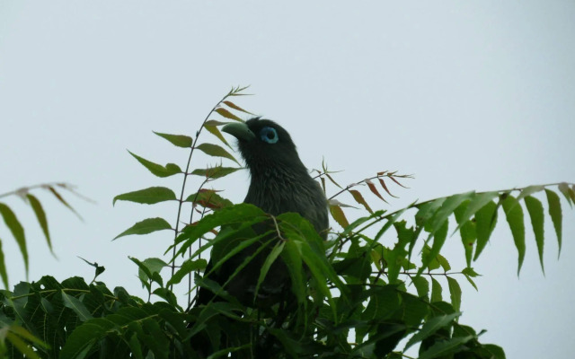Explorer by Eco Team - Wasgamuwa National Park