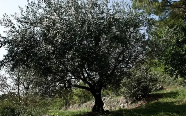 Cà Delle Vigne
