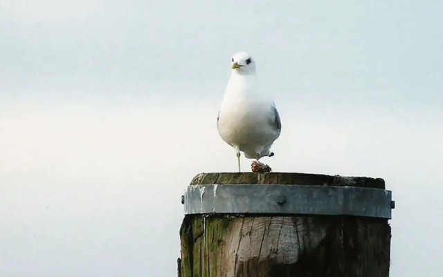 "lee" in House Smaswai 10