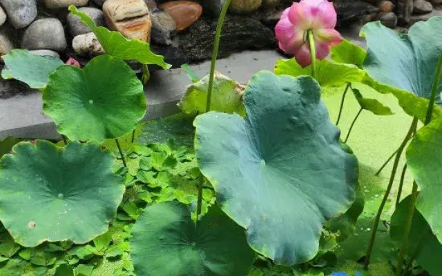 Zhaixingdao Homestay (Cuihua Mountain Scenic Area)