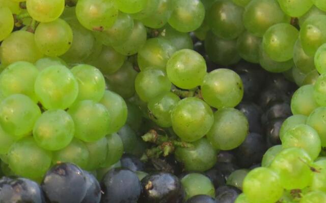 Champagne Gilmaire-Etienne