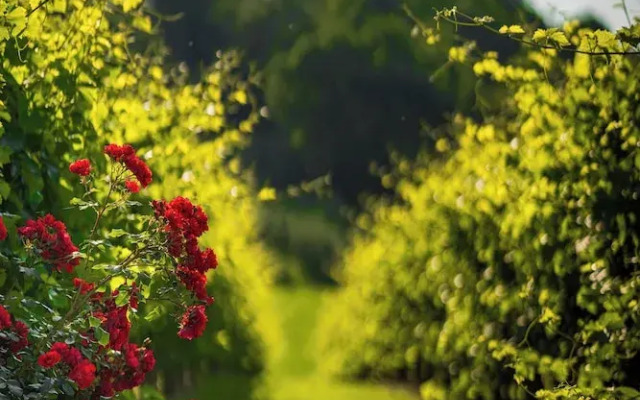 Villa Luisa Francesca