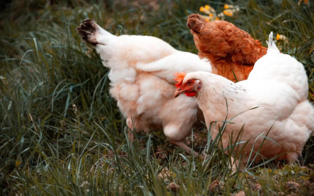 Maison d'hôtes Le Hameau de la Mûre