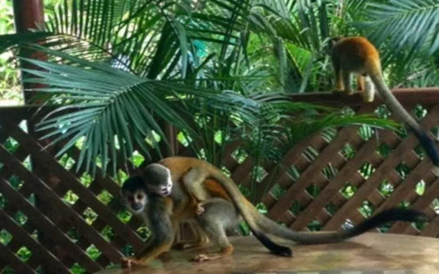 Jungle Villa