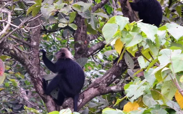 Abad Brookside Wayanad