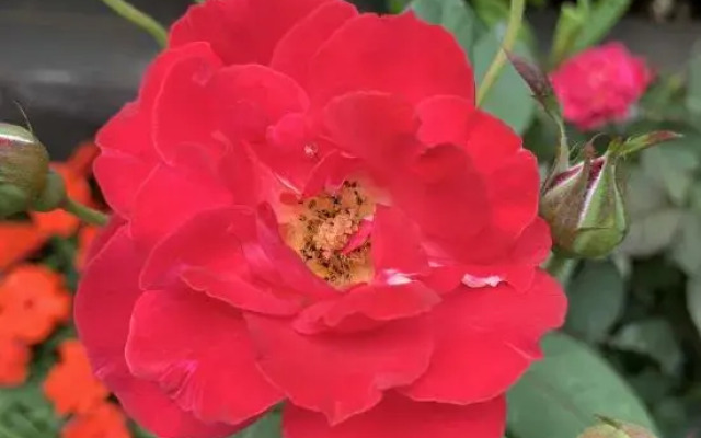 Shenzhen Hua Zhu Xiao Yuan HomestaShenzhen Sha Yu Yong Hua Zhu Xiao Yuan Homesta