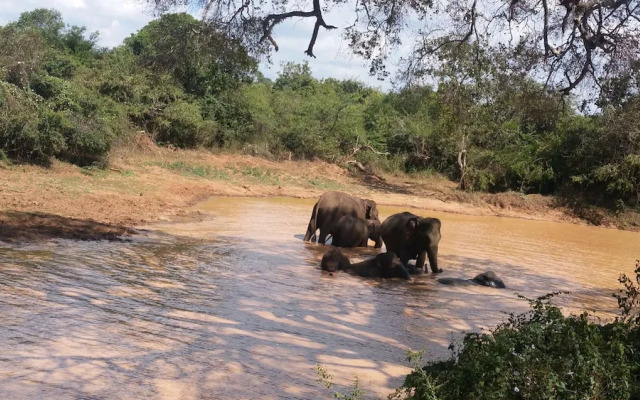 Yala Big Game Drive with Heina Eco Team