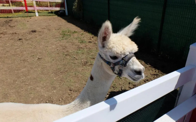 Triangel Pohoda - Ap. 223