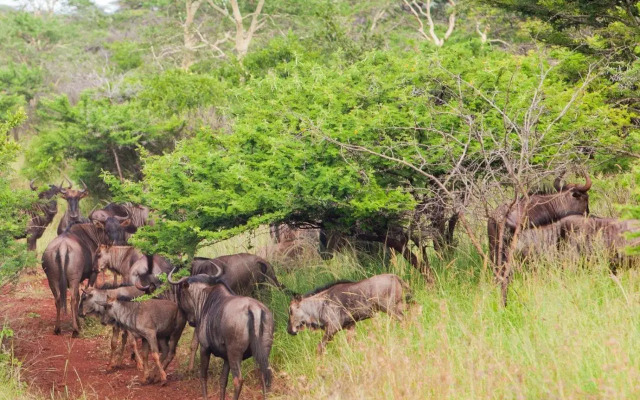 Zululand Safari Lodge