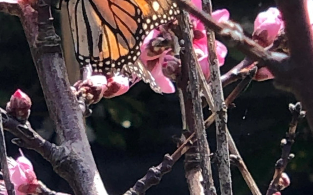 @Taradise-Opunake - eco-friendly Coastal hideaway