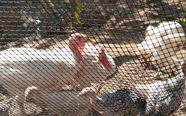 Singalong Nature Camphill Site