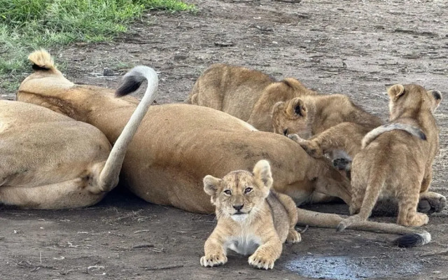 Moyoni Africa Lodge & Tours