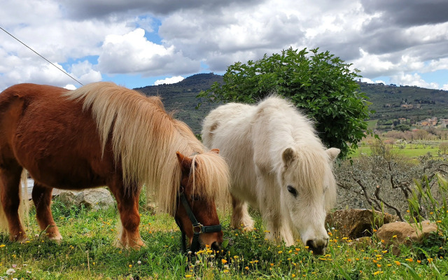 Margherita Holiday Home