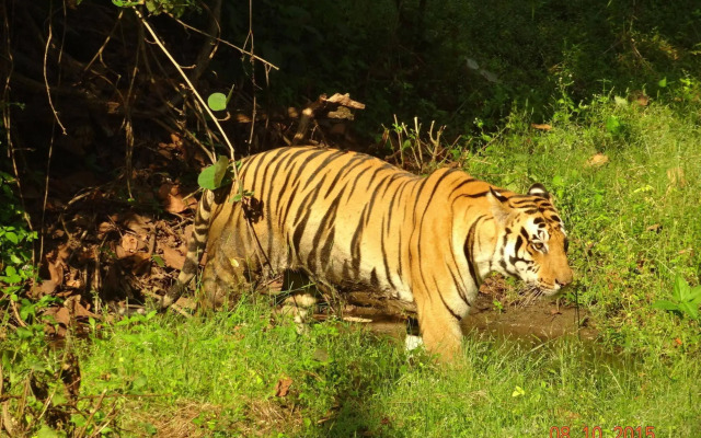 Windsor Tiger Resort