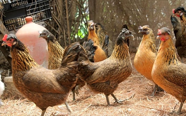 Rivendell Centro de Arte y Retiro-Hostel