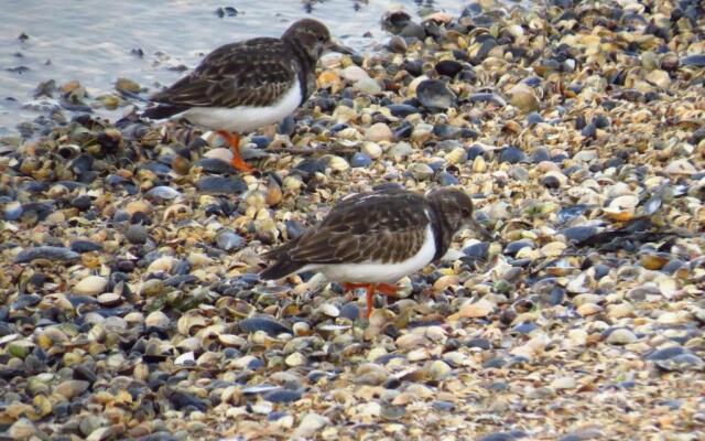 Goldene-linie 4 Deichblick