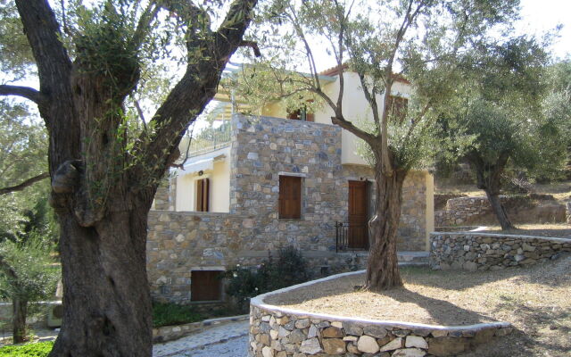 Gera's Olive Grove