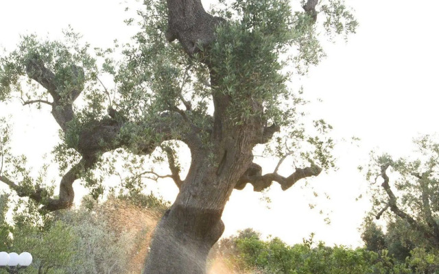 Masseria Asciano