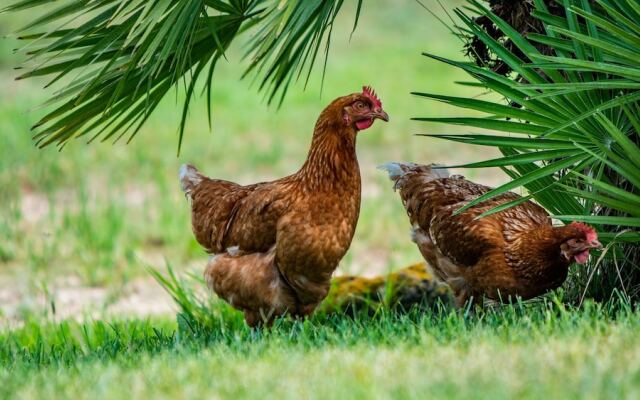 Agriturismo Carrucana