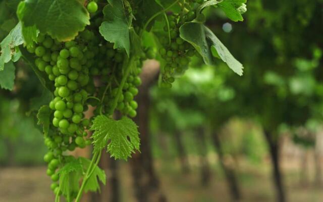 Cabañas Pulaki Cafayate