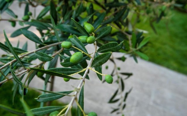 Olive 303