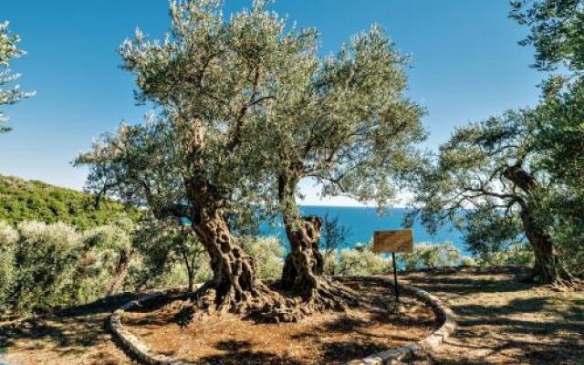 Holiday Park Olive Tree