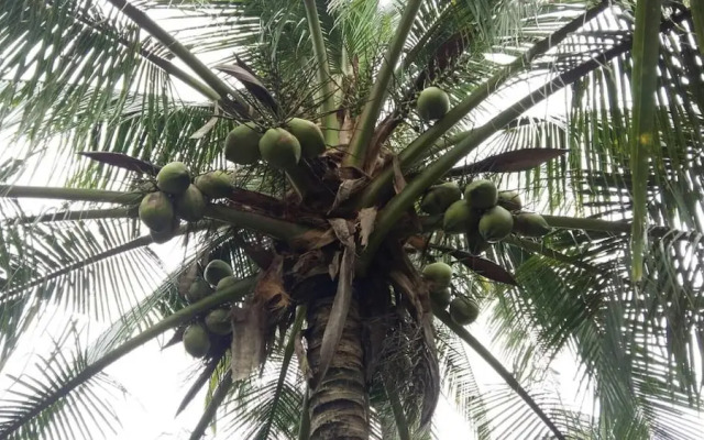 Coconut Homestay
