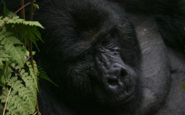 Gorilla Safari Lodge