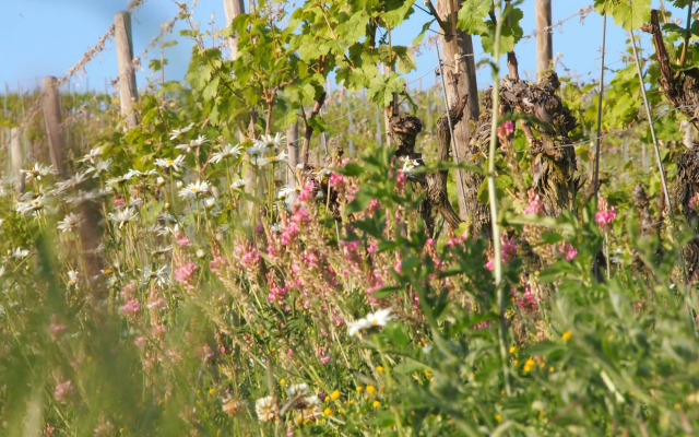 Pension Weingut Schwab