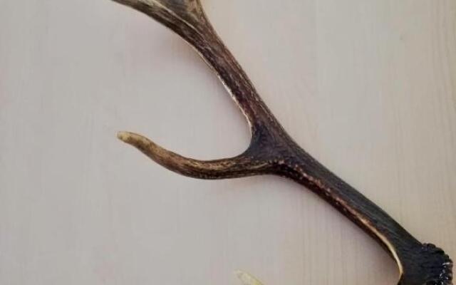 Hotel Fischgasthof Jerolitsch