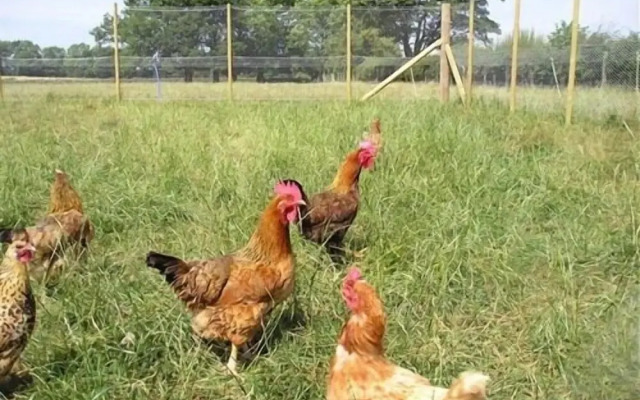 Whashton Springs Farm
