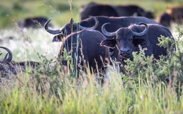 Royal Thonga Safari Lodge