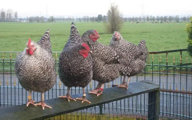 B&B De Peperhoeve