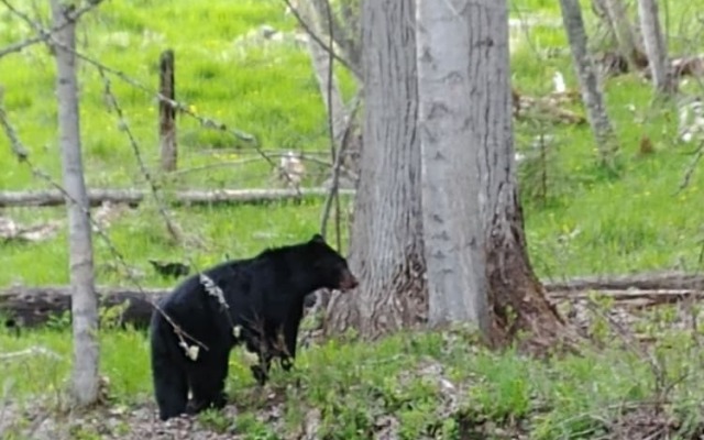 Wolfwood Guest Ranch