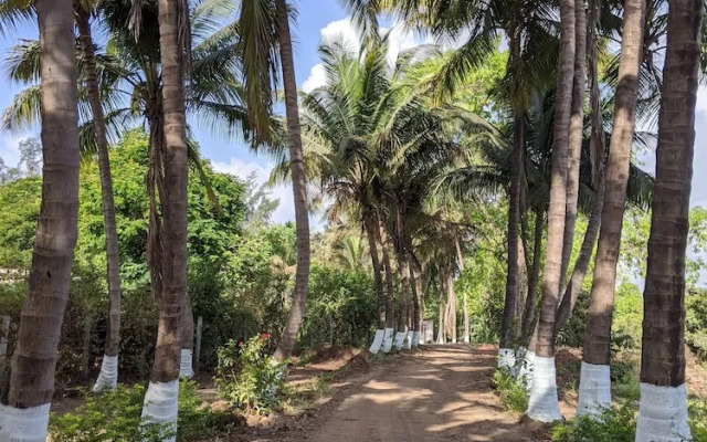 Mango Tree Farm