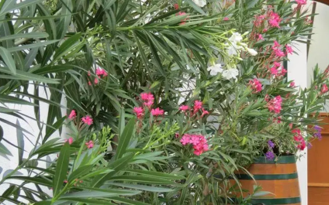 Gartenpension Fischl