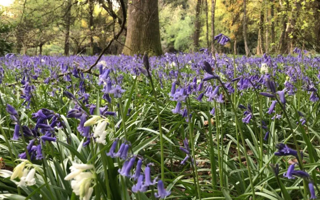 The Observatory Annexe