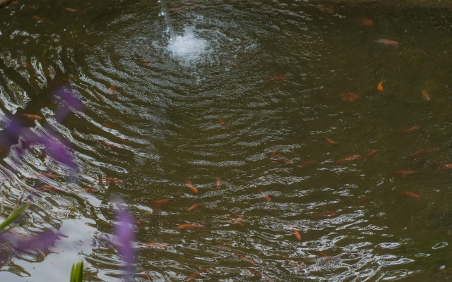 Entre Bosques Tayrona