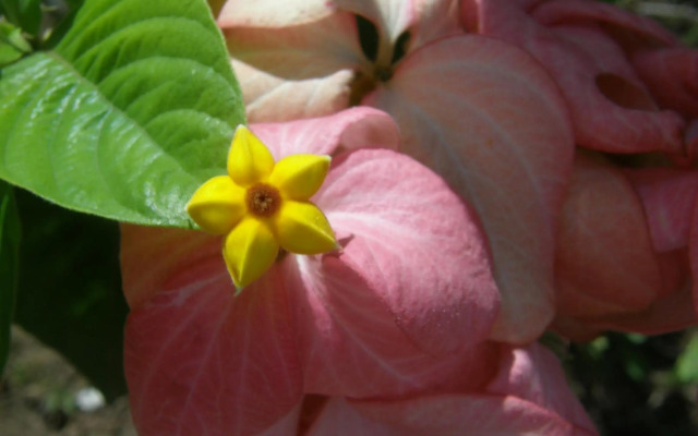 Le matelot de la baie