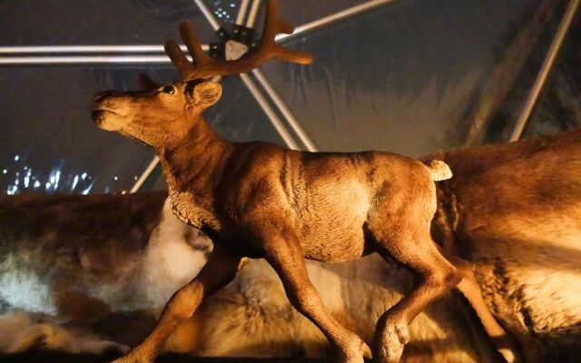 Wild Caribou Dome